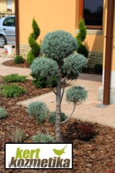 Törzses arizónai ciprus - Cupressus arizonica Pom-Pom (47)